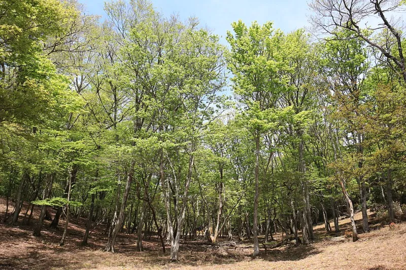Mountain Medicine: Inside the Quiet Wellness Revolution Happening on Nagasaki's Sacred Slopes